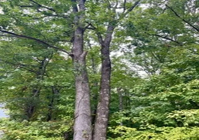 Photo 3 of Land for sale at 0 N Hummingbird Ln, Dickson, TN 37055 | MLS# 3597362 | Listing updated on 2026-09-24