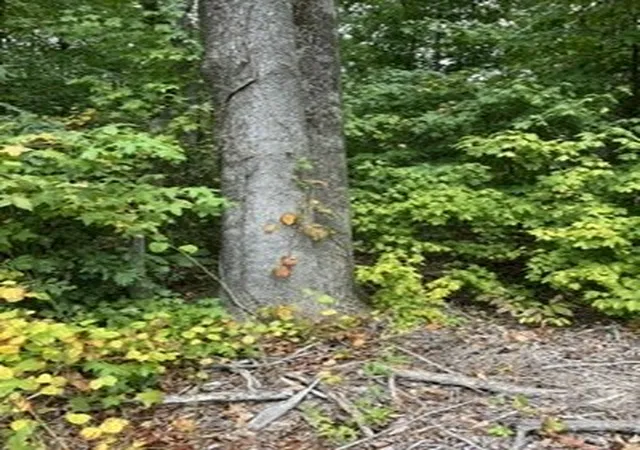 Photo 4 of Land for sale at 0 N Hummingbird Ln, Dickson, TN 37055 | MLS# 3597362 | Listing updated on 2026-09-24