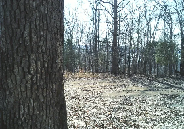 Photo 1 of Land for sale at 0 Eaglet Ct, Dover, TN 37058 | MLS# 3598124 | Listing updated on 2026-09-23