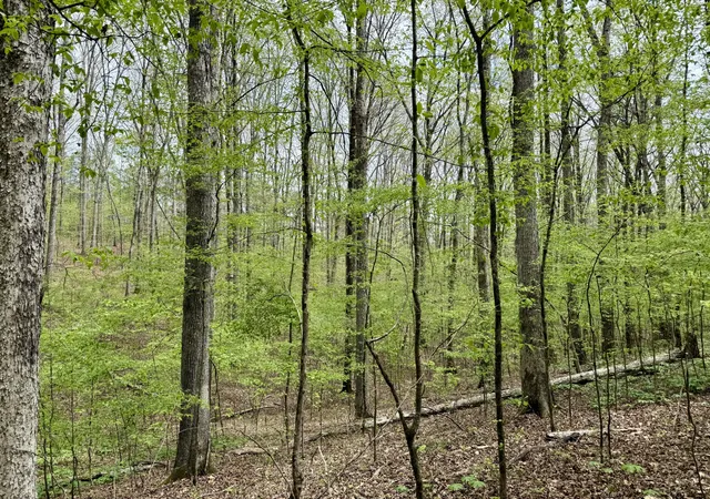 Photo 2 of Land for sale at 0 W Hunt Holw Rd, Westpoint, TN 38486 | MLS# 3598636 | Listing updated on 2026-09-24