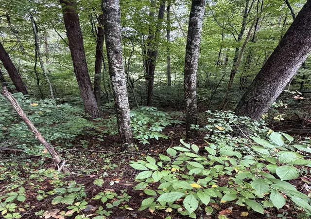 Photo 1 of Land for sale at 0 Little Wolfcreek Rd, Murphy, NC 28906 | MLS# 3598959 | Listing updated on 2026-09-24