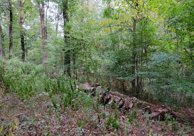 Photo 4 of Land for sale at 6108 Marrowbone Lake Rd, Joelton, TN 37080 | MLS# 3601646 | Listing updated on 2026-09-26