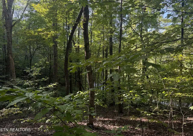 Photo 3 of Land for sale at 63 Cvs Norris Rd, Caryville, TN 37714 | MLS# 3602364 | Listing updated on 2026-09-29