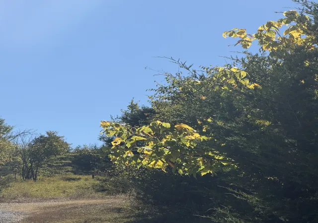 Photo 2 of Land for sale at 0 Bryant Ln, Woodbury, TN 37190 | MLS# 3602574 | Listing updated on 2026-09-29