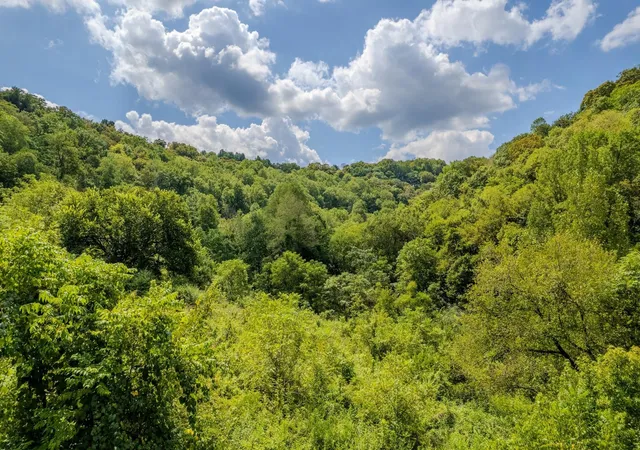 Photo 3 of Land for sale at 0 Watts Holw Rd, Buffalo Valley, TN 38548 | MLS# 3611665 | Listing updated on 2026-10-05