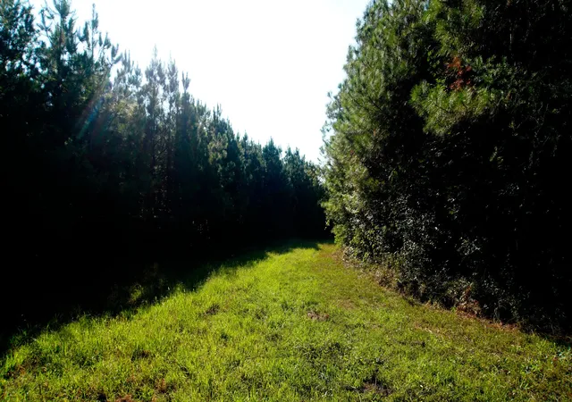Photo 3 of Land for sale at 1 Ables Rd, Cherokee, AL 35616 | MLS# 3602732 | Listing updated on 2026-10-02
