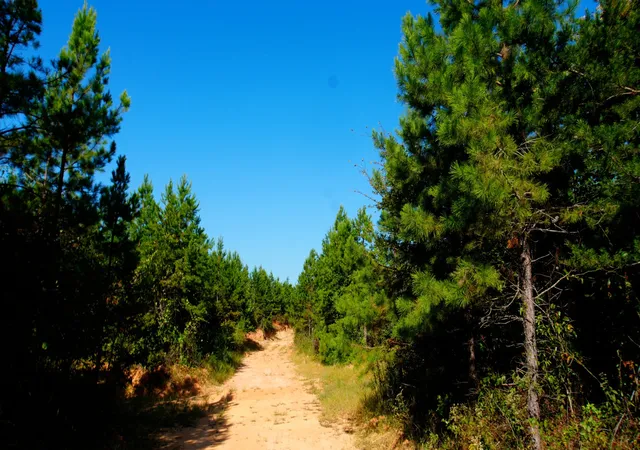 Photo 4 of Land for sale at 1 Ables Rd, Cherokee, AL 35616 | MLS# 3602732 | Listing updated on 2026-10-02