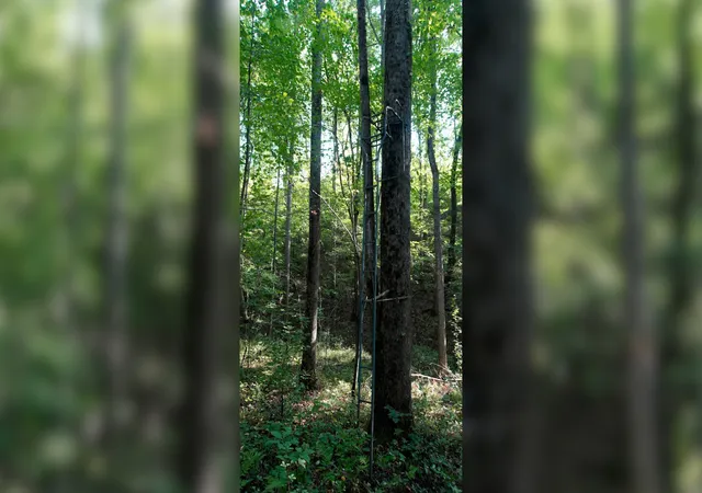 Photo 3 of Land for sale at 2 Ables Rd, Cherokee, AL 35616 | MLS# 3602737 | Listing updated on 2026-10-02