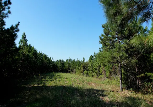 Photo 4 of Land for sale at 2 Ables Rd, Cherokee, AL 35616 | MLS# 3602737 | Listing updated on 2026-10-02