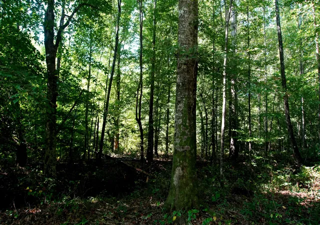 Photo 1 of Land for sale at 3 Ables Rd, Cherokee, AL 35616 | MLS# 3602744 | Listing updated on 2026-10-02
