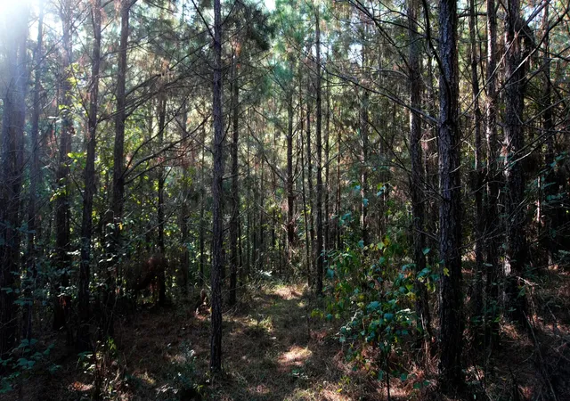 Photo 3 of Land for sale at 3 Ables Rd, Cherokee, AL 35616 | MLS# 3602744 | Listing updated on 2026-10-02