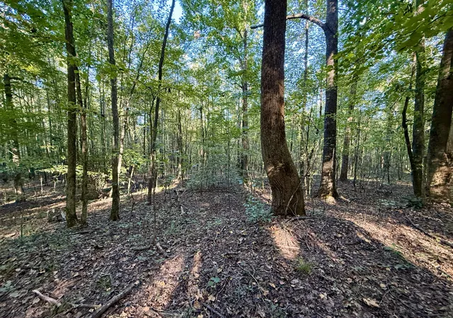 Photo 3 of Land for sale at 836 Bird Spring Rd Sw, Hartselle, AL 35640 | MLS# 3603007 | Listing updated on 2026-09-30