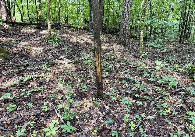 Photo 4 of Land for sale at 836 Bird Spring Rd SW, Hartselle, AL 35640 | MLS# 3603007 | Listing updated on 2026-09-30