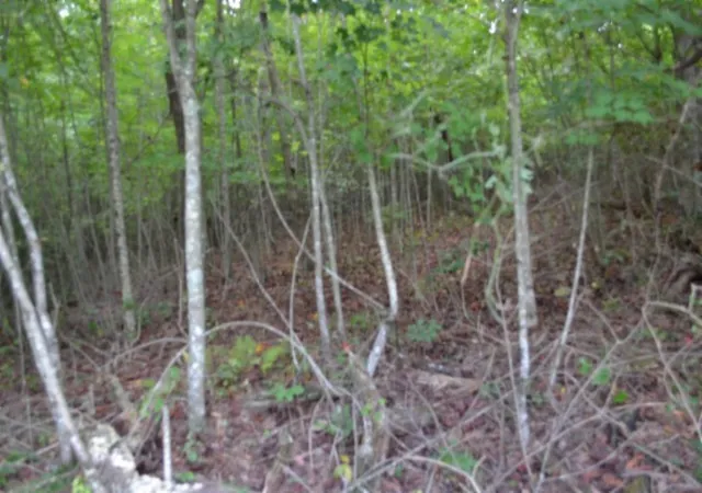 Photo 4 of Sale Pending at 0 Zizka Dr, Sparta, TN 38583 | MLS# 3603058 | Listing updated on 2026-10-07