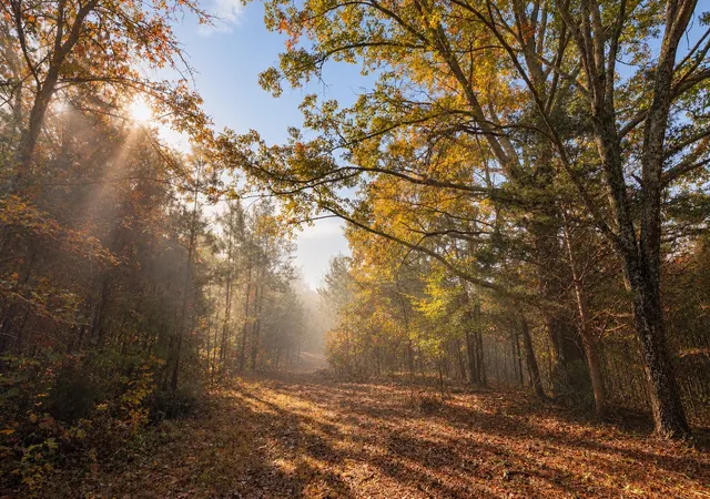 Photo 1 of Land for sale at 7489 Shls Branch Rd, Primm Springs, TN 38476 | MLS# 3619229 | Listing updated on 2026-10-11