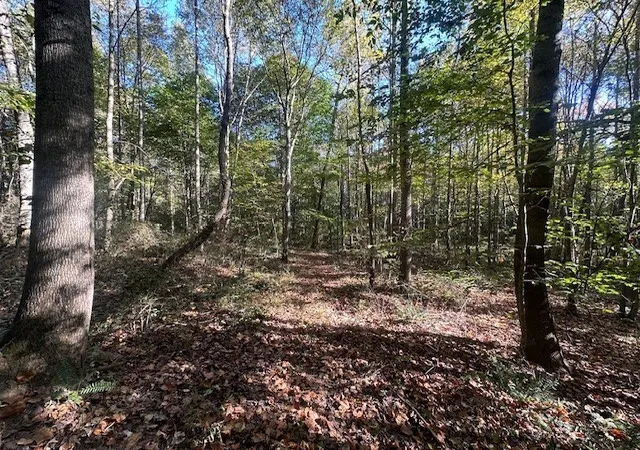 Photo 4 of House for sale at 534 Whitney Branch Rd, Springville, TN 38256 | MLS# 3610366 | Listing updated on 2026-10-02