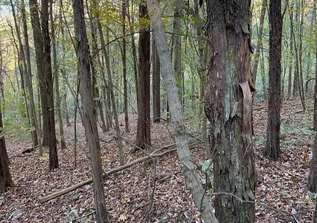 Photo 2 of Land for sale at 2474 Garner Rd, Mount Pleasant, TN 38474 | MLS# 3627850 | Listing updated on 2026-10-28
