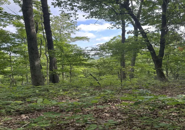 Photo 1 of Land for sale at 220 Selah Pvt Path, Gallatin, TN 37066 | MLS# 3612497 | Listing updated on 2026-10-06