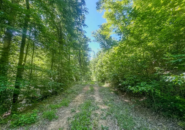 Photo 4 of Land for sale at 0 Mayberry Prong Rd, Linden, TN 37096 | MLS# 3614423 | Listing updated on 2026-10-08