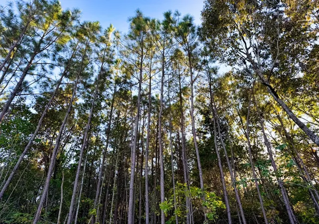 Photo 4 of Land for sale at 0 Williams Grv Rd, Camden, TN 38320 | MLS# 3614631 | Listing updated on 2026-10-08