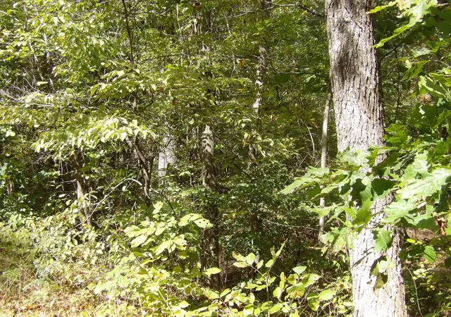 Photo 4 of Land for sale at 2339 Highway 230, Waverly, TN 37185 | MLS# 3615111 | Listing updated on 2026-10-08