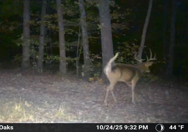 Photo 2 of Land for sale at 0 Hilltop Rd, Cumberland Furnace, TN 37051 | MLS# 3621092 | Listing updated on 2026-10-15