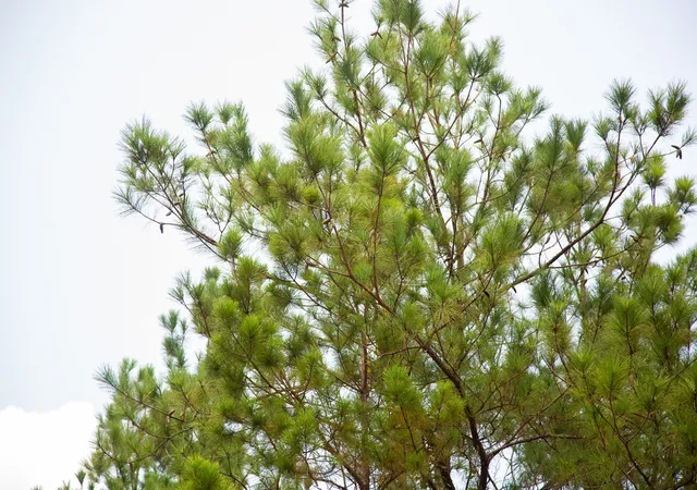5th image of 0000000 Fm 352, Corrigan, TX 75939 | MLS# 20318976