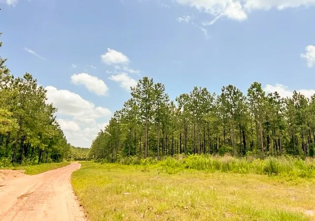 Photo 2 of Land for sale at 00 County Road 1325, Woodville, TX 75979 | MLS# 20360560 | Listing updated on 2026-06-08