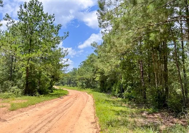 Photo 3 of Land for sale at 00 County Road 1325, Woodville, TX 75979 | MLS# 20360560 | Listing updated on 2026-06-08