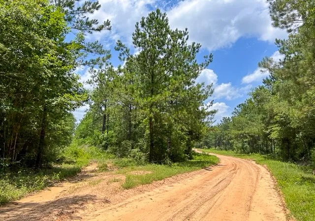 Photo 4 of Land for sale at 00 County Road 1325, Woodville, TX 75979 | MLS# 20360560 | Listing updated on 2026-06-08