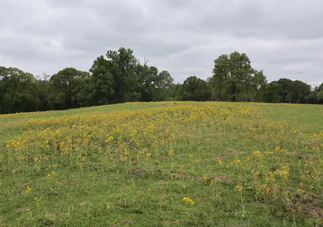 Photo 1 of Sale Pending at Tbd Rs County Road 2365, Alba, TX 75410 | MLS# 20581292 | Listing updated on 2026-10-05