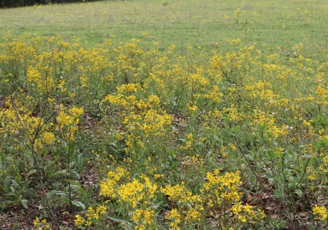Photo 2 of Sale Pending at Tbd Rs County Road 2365, Alba, TX 75410 | MLS# 20581292 | Listing updated on 2026-10-05