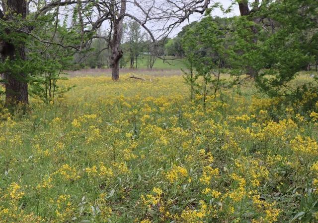 Photo 3 of Sale Pending at Tbd Rs County Road 2365, Alba, TX 75410 | MLS# 20581292 | Listing updated on 2026-10-05