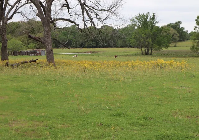 Photo 4 of Sale Pending at Tbd Rs County Road 2365, Alba, TX 75410 | MLS# 20581292 | Listing updated on 2026-10-05