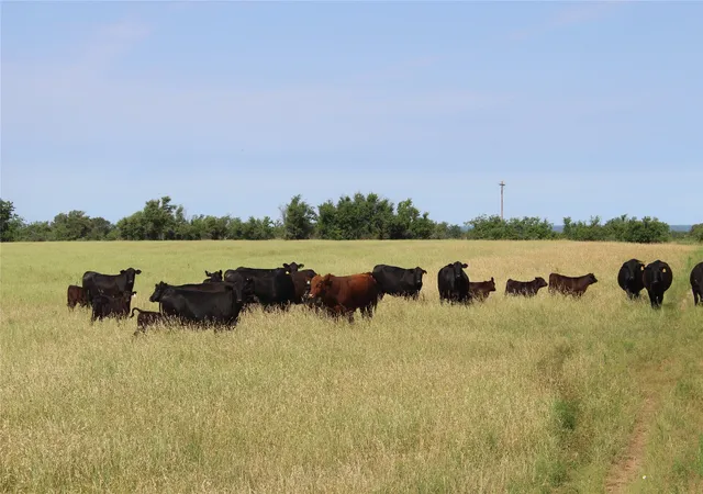 Photo 4 of Land for sale at 9999 County Road 334, Blanket, TX 76432 | MLS# 20615102 | Listing updated on 2026-08-22
