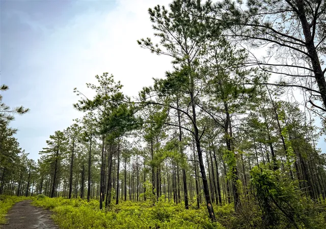 Photo 3 of Land for sale at 5 Cr 257, Jasper, TX 75951 | MLS# 20700833 | Listing updated on 2026-10-05