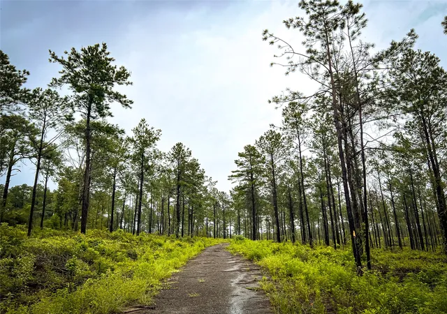 Photo 4 of Land for sale at 5 Cr 257, Jasper, TX 75951 | MLS# 20700833 | Listing updated on 2026-10-05