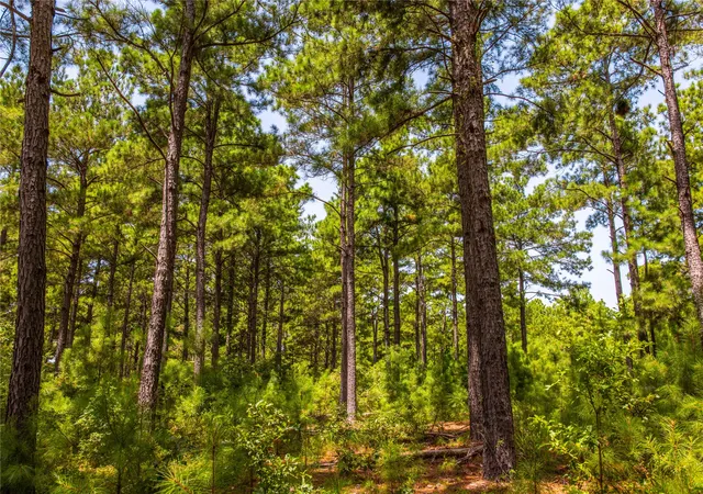 Photo 3 of Land for sale at Tract 5 Hwy 155, Frankston, TX 75763 | MLS# 20707575 | Listing updated on 2026-07-13