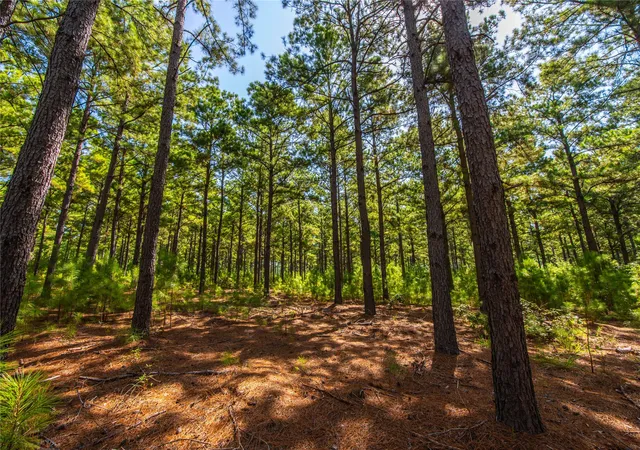 Photo 2 of Land for sale at Tract 6 Hwy 155, Frankston, TX 75763 | MLS# 20707581 | Listing updated on 2026-07-13