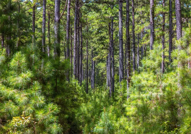Photo 2 of Land for sale at Tract 7 County Road 4221, Frankston, TX 75763 | MLS# 20707649 | Listing updated on 2026-07-13