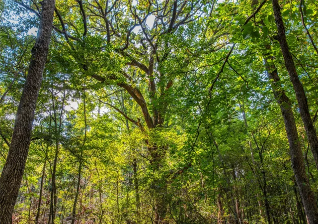 Photo 4 of Land for sale at Tract 7 County Road 4221, Frankston, TX 75763 | MLS# 20707649 | Listing updated on 2026-07-13