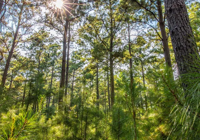 Photo 1 of Land for sale at Tract 8 County Road 4221, Frankston, TX 75763 | MLS# 20707763 | Listing updated on 2026-07-13