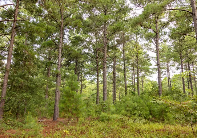 Photo 4 of Land for sale at Tract 8 County Road 4221, Frankston, TX 75763 | MLS# 20707763 | Listing updated on 2026-07-13