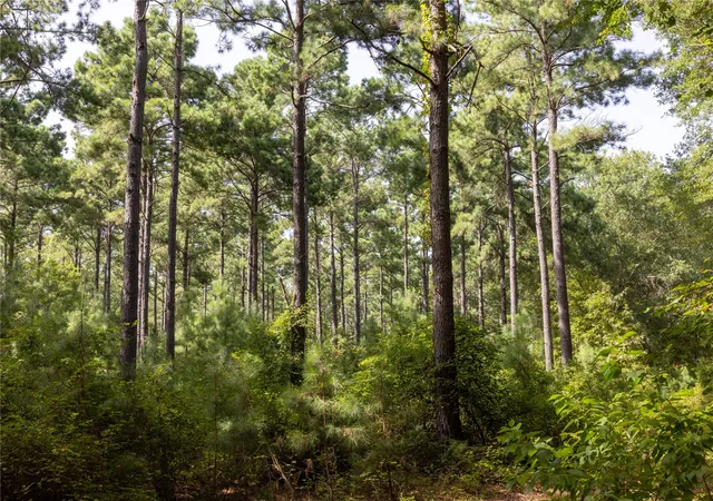 Photo 4 of Land for sale at Tract 10 County Road 4222, Frankston, TX 75763 | MLS# 20707829 | Listing updated on 2026-07-13