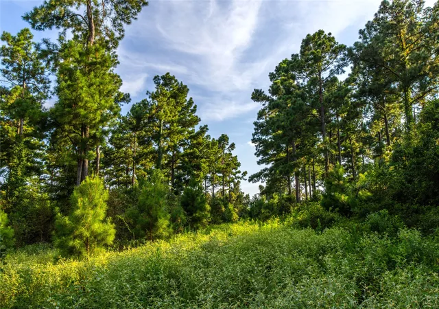 Photo 2 of Land for sale at Tract 11 County Road 4222, Frankston, TX 75763 | MLS# 20707851 | Listing updated on 2026-07-13