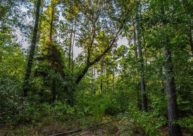 Photo 3 of Land for sale at Tract 11 County Road 4222, Frankston, TX 75763 | MLS# 20707851 | Listing updated on 2026-07-13