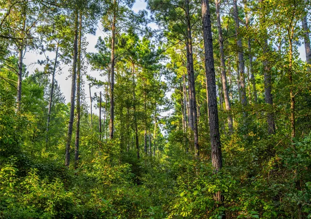 Photo 4 of Land for sale at Tract 11 County Road 4222, Frankston, TX 75763 | MLS# 20707851 | Listing updated on 2026-07-13