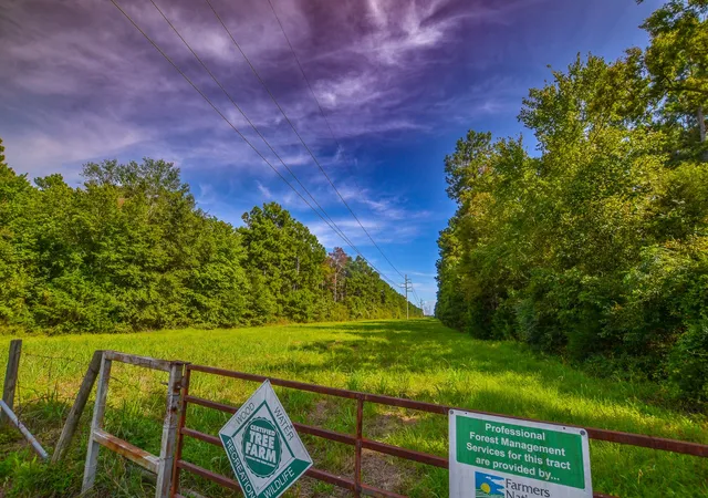 Photo 4 of Land for sale at Tract 13 County Road 4224, Frankston, TX 75763 | MLS# 20707907 | Listing updated on 2026-07-13