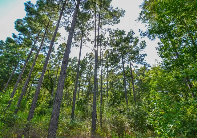 4th image of Tract 17 County Road 4224, Frankston, TX 75763 | MLS# 20708112