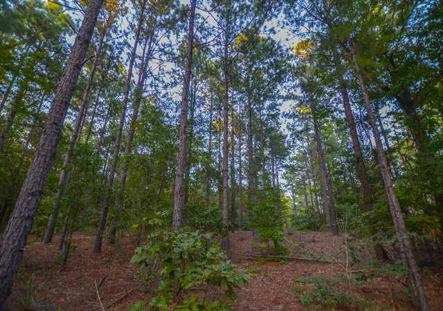 Photo 4 of Land for sale at Tract 18 County Road 4224, Frankston, TX 75763 | MLS# 20708138 | Listing updated on 2026-07-13